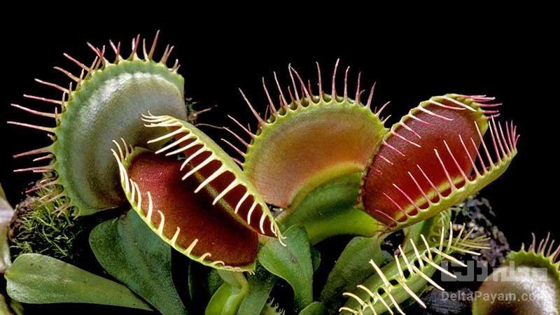 چرا بعضی از گیاهان گوشت خوار شدند؟ چرا برخی از گیاهان گوشت خوار شدند؟