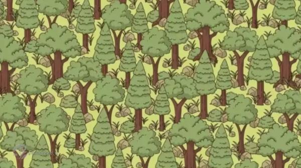 معمای تیزبینی: آیا می توانید جوجه تیغی پنهان شده در جنگل را در 6 ثانیه پیدا کنید؟