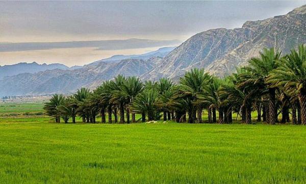 نخلستان های سرسبز استان بوشهر